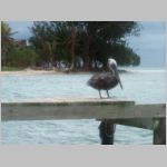 026 A Pelican Greets Us at South Water Cay.JPG